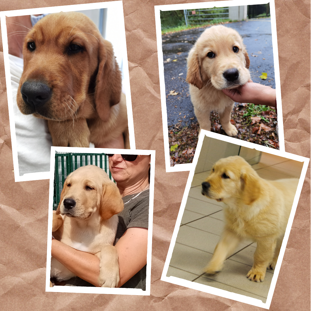 arrivée de chiots à l'association labrador et golden