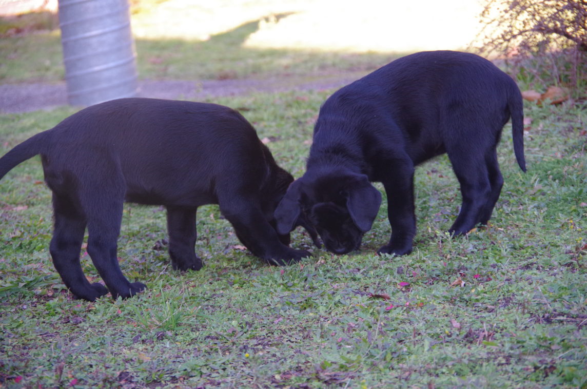 Les chiots arrivés en décembre 2020