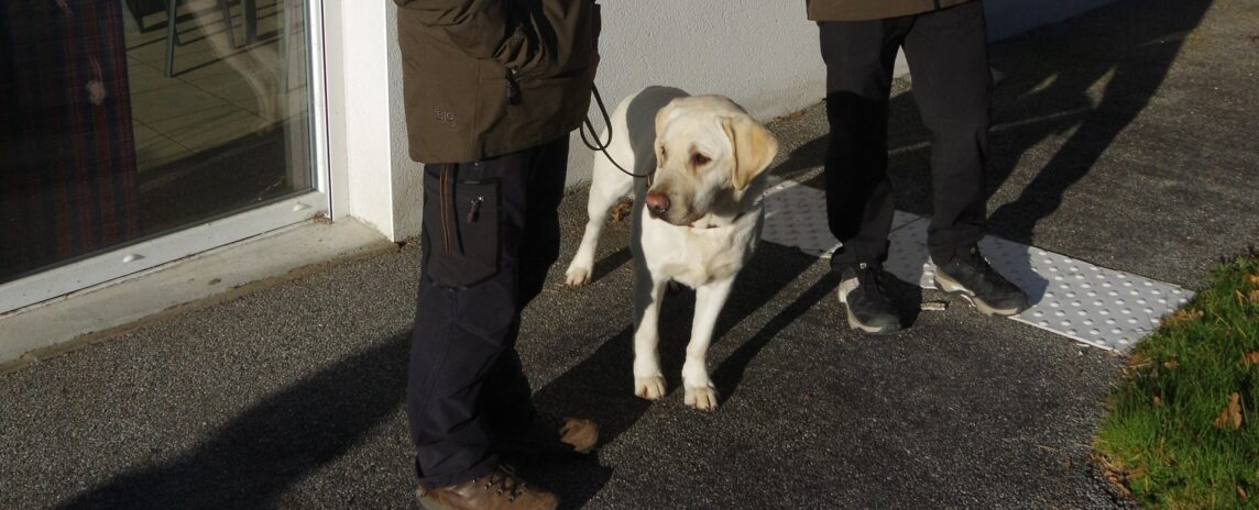 Le département 87 engagé auprès des Chiens Guides